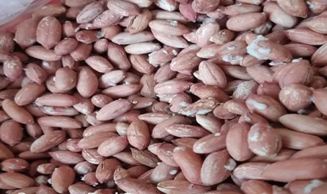 قیمت خرید بادام زمینی ریز آستانه در تهران،مشهد،اصفحان،تبریز