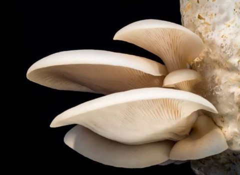 قیمت خرید قارچ صدفی پرورشی + خواص، معایب و مزایا