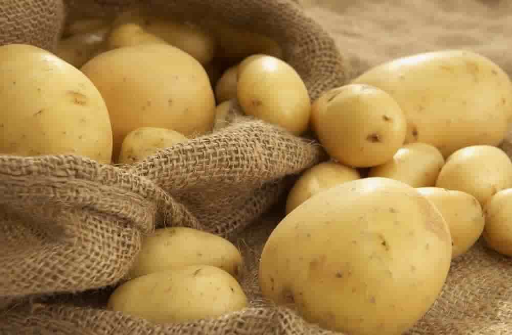 سیب زمینی روسیه؛ تازه ارگانیک دارای انواع ویتامین پتاسیم استفاده در سوپ پنکیک