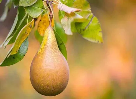 قیمت گلابی زمستانی