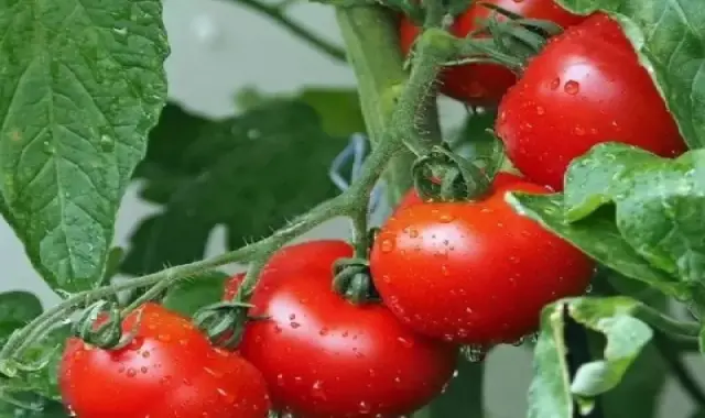 راهنمای خرید گوجه فرنگی جنوب + قیمت عالی