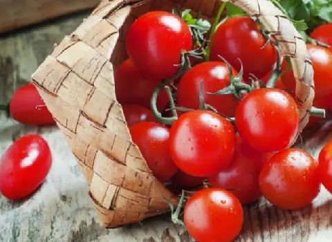 خرید و قیمت روز گوجه فرنگی ریز گیلاسی