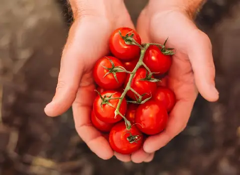 بهترین گوجه فرنگی ریز آلبالویی + قیمت خرید عالی