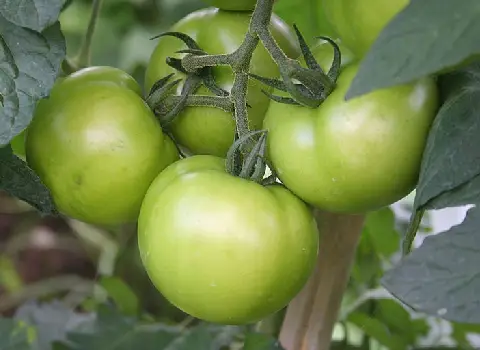 گوجه فرنگی نارس | خرید انواع گوجه فرنگی نارس در سایز مختلف