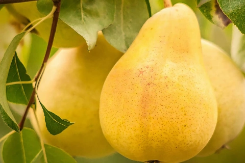 خرید بهترین انواع گلابی با قیمت عالی