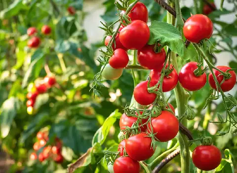 خرید عمده بهترین انواع گوجه فرنگی با قیمت ارزان