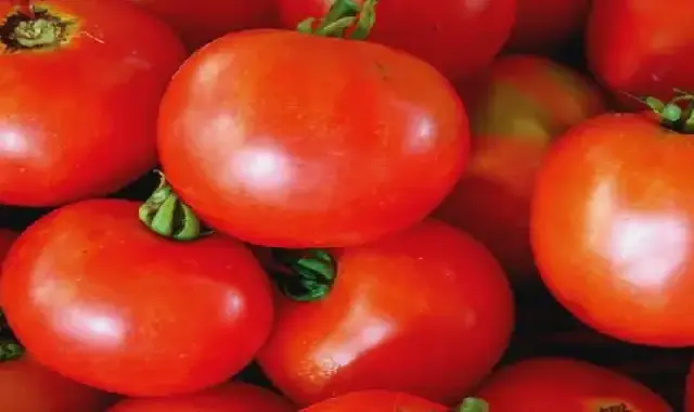 بهترین گوجه فرنگی بوته ای + قیمت خرید عالی