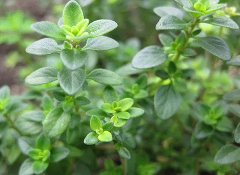 معرفی گیاه تازه آویشن + بهترین قیمت خرید