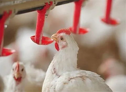 مشخصات آبخوری مرغ اتوماتیک و نحوه خرید عمده