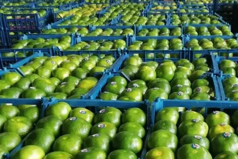 قیمت نارنگی پوست سبز + خرید فروش