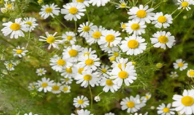 مشخصات گیاه بابونه شیرازی و نحوه خرید عمده