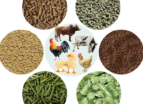 خرید و قیمت انواع خوراک دام گوشتی