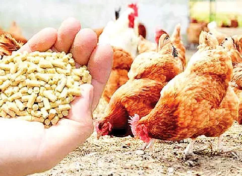 راهنمای خرید خوراک دام طیور + قیمت عالی