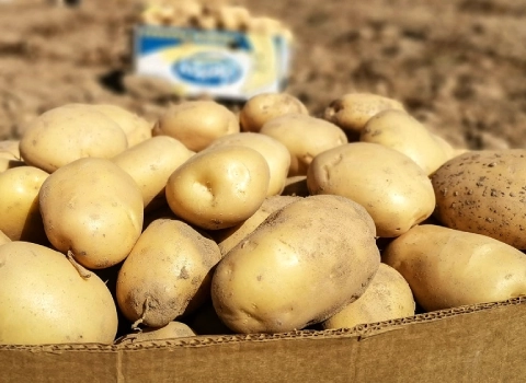 قیمت سیب زمینی شیرین + خرید و فروش سیب زمینی شیرین عمده