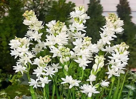 لیست قیمت گل مریم هلندی به صورت عمده و با صرفه