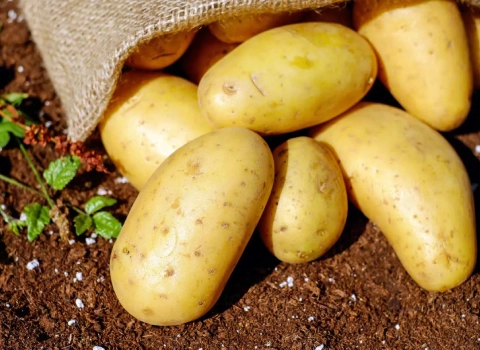 خرید بهترین انواع سیب زمینی با قیمت عالی