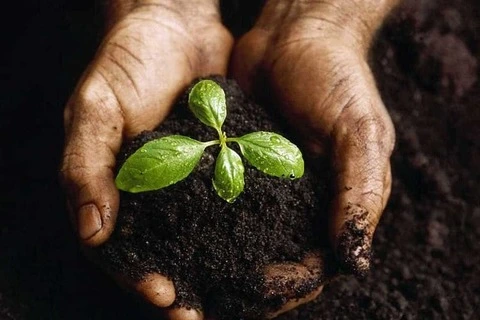 خرید و قیمت کود ارگانیک ویتامینه گیاهان