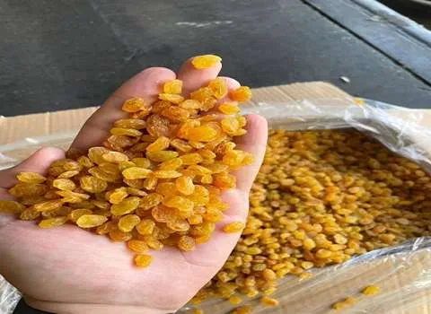 کشمش دودی درجه یک به صورت عمده و با صرفه