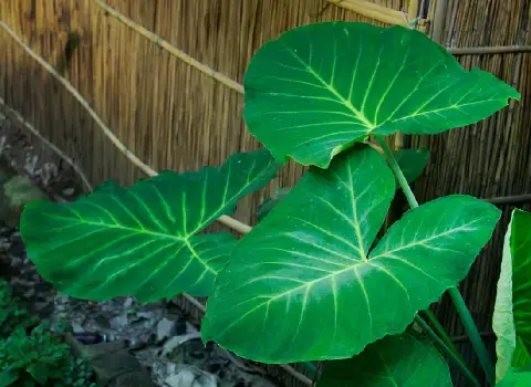 خرید عمده گیاه بابا آدم  با بهترین شرایط