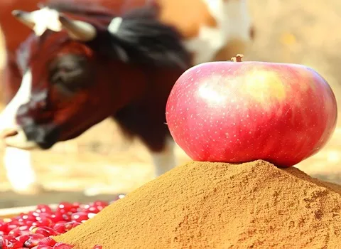 مشخصات پودر میوه سیب و نحوه خرید عمده