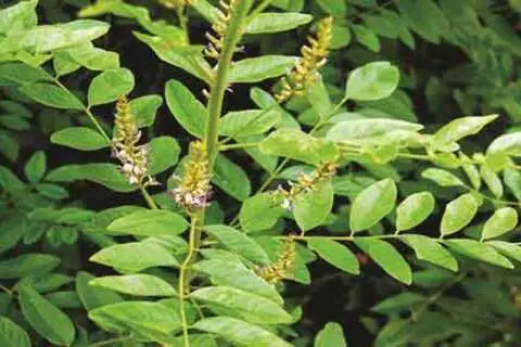 مشخصات گیاه کوهی شیرین بیان و نحوه خرید عمده