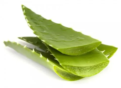 لیست قیمت برگ تازه آلوئه ورا به صورت عمده و با صرفه