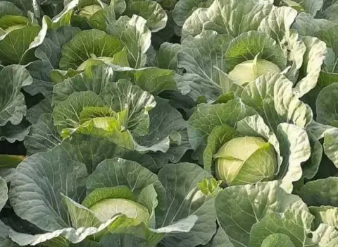 قیمت خرید کلم سفید کوچک + خواص، معایب و مزایا