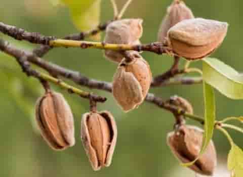 خرید بادام درختی صادراتی + بهترین قیمت