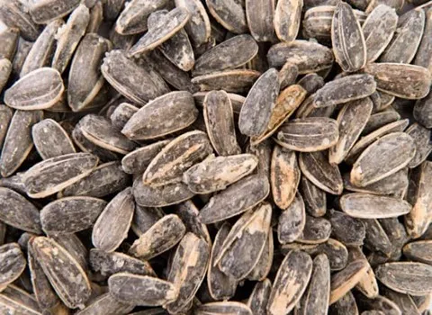 راهنمای خرید تخمه آفتابگردان اعلا + قیمت عالی