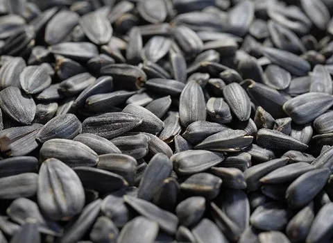 تخمه آفتابگردان ریز مشهد | خرید با قیمت ارزان