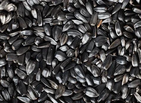 خرید تخمه افتابگردان اصفهان + قیمت عالی