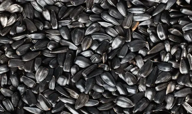 خرید تخمه افتابگردان اصفهان + قیمت عالی