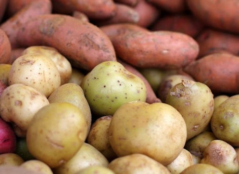 خرید سیب زمینی مشهد | فروش با قیمت مناسب