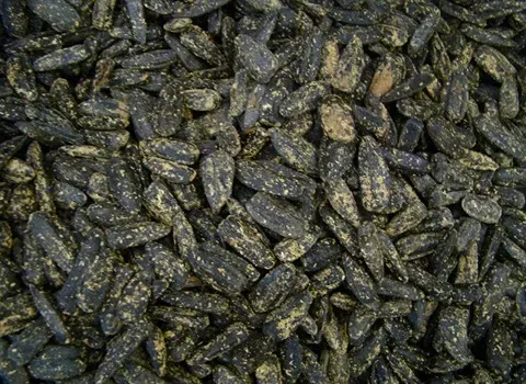 خرید جدیدترین انواع تخمه آفتابگردان گلپر