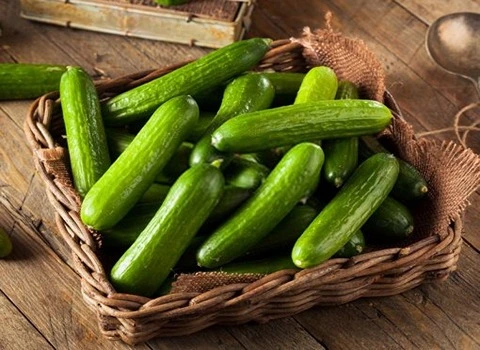 مناسب ترین قیمت خیار گلخانه ای یزد ۱۴۰۱