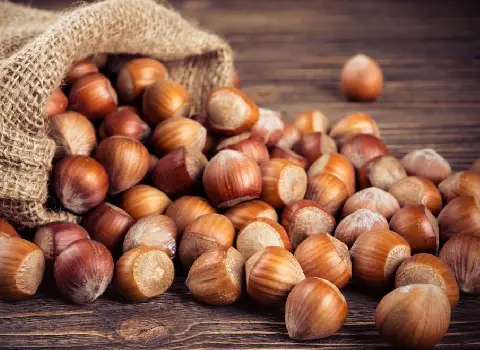 فندق هندی | فروشندگان قیمت مناسب فندق هندی