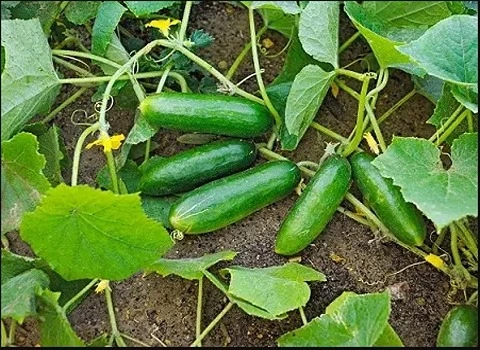 مناسب ترین قیمت خیار گلخانه ای صادراتی دی ۱۴۰۱