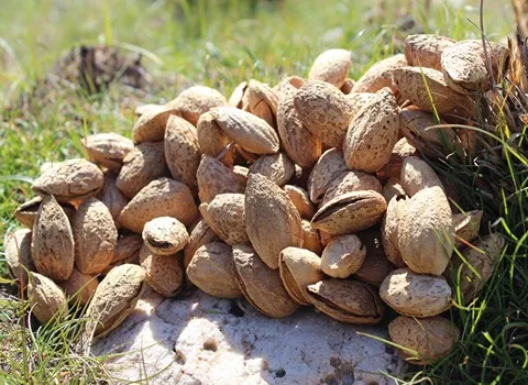 قیمت بادام درختی پوست کاغذی