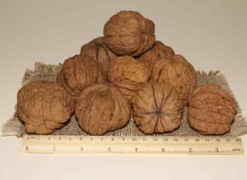 خرید عمده مغز گردو کارتونی با بهترین شرایط