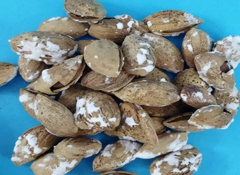 بادام درختی پوست کاغذی + قیمت خرید، کاربرد، مصارف و خواص