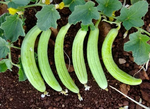 معرفی خیار چنبر مشهد + بهترین قیمت خرید