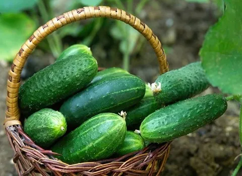 قیمت خرید خیار گلخانه ای درختی + تست کیفیت