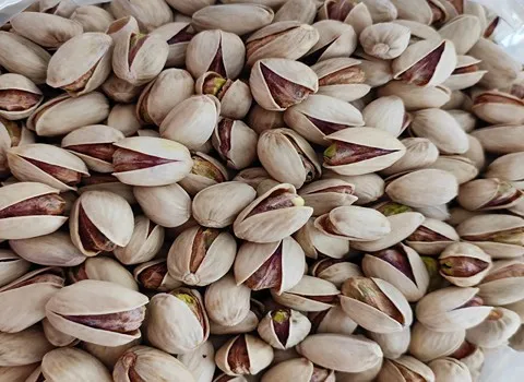 پسته کله قوچی امسالی آشنایی صفر تا صد قیمت خرید عمده