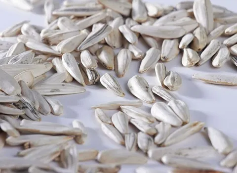 خرید تخمه آفتاب گردان سفید + قیمت عالی