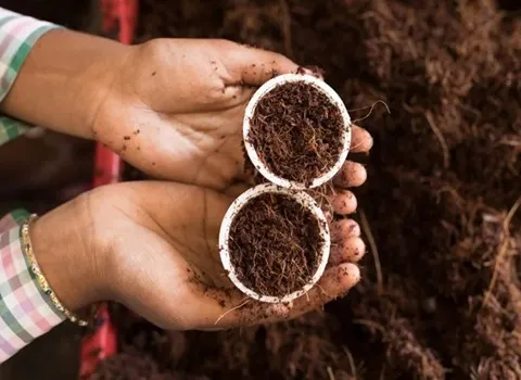 کود شیمیایی برای درخت + قیمت خرید