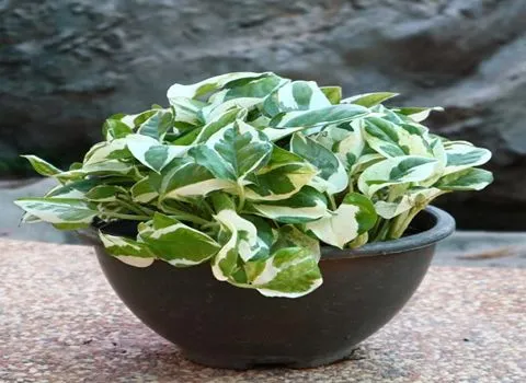 پتوس ارتشی بزرگ؛ سبز سفید واریته دار نگهداری آسان Petos