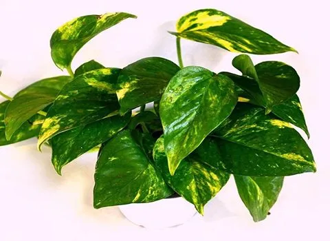 پتوس ارتشی گل؛ خوش رنگ آفتاب دوست دمای رشد (10 26) درجه