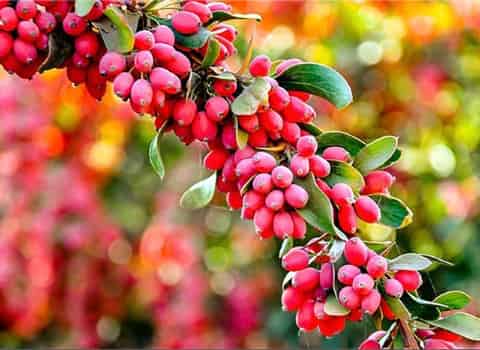 زرشک لواشکی؛ طعم ترش طبع سرد خشک پاکسازی کبد کاهش کلسترول