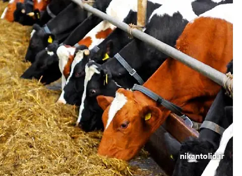 بنتونیت برای طیور؛ پودری ریز دانه مکمل غذایی مش (50 200 2500)