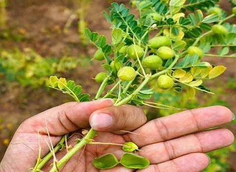 خرید نخود فرنگی تازه + قیمت عالی با کیفیت تضمینی